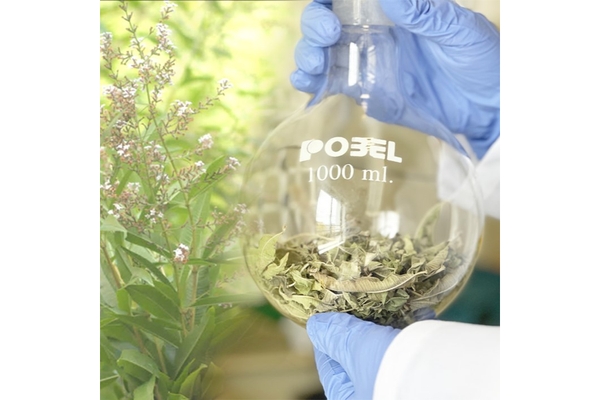 Image plant next to person holding a flask with dried leaves in it