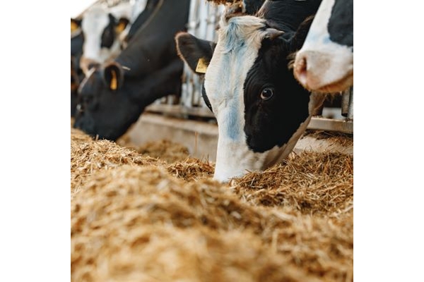 Image Cows feeding in a pen.