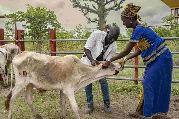 Image a man and a woman with a cow.