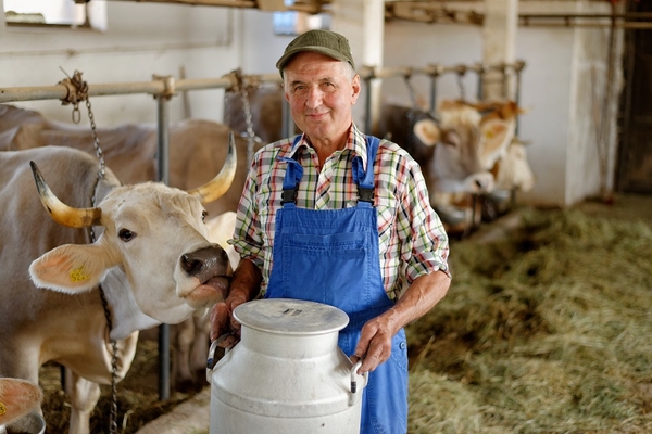 an old dairy farmer with cows.