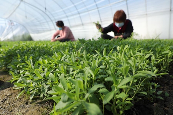 Stevia farmers.