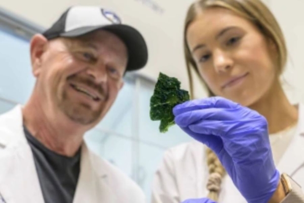 two scientists looking at green piece of sheet (spirulina)