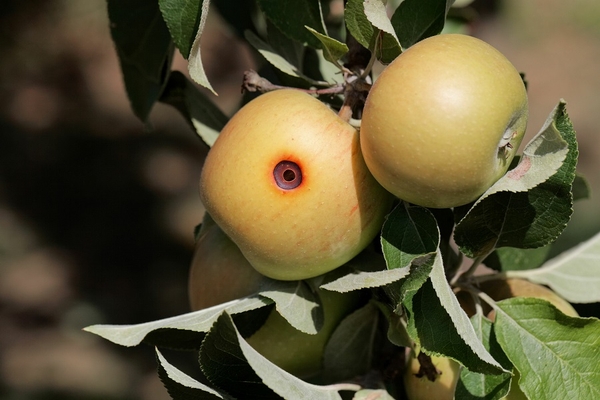 moth infestation in apples.