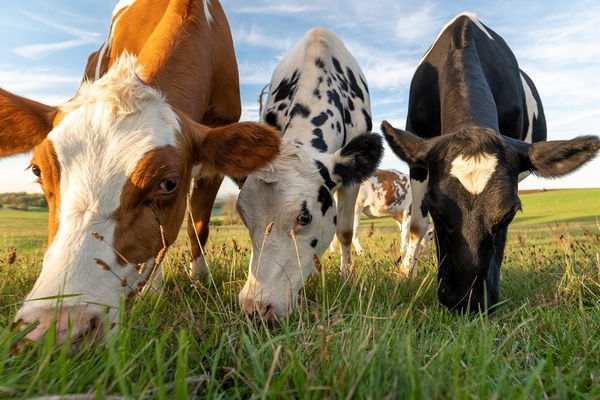 Image three cows grazing in the field.