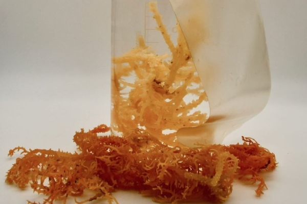 A close-up of a container with red seaweed.