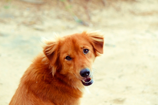 Image Dog.