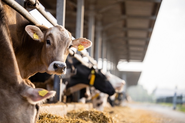 Image a cow looking into the camera in a cattle farm.