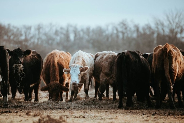 Image Cattle in a field