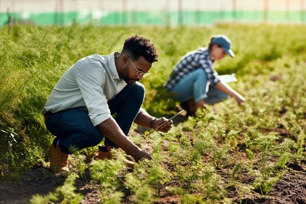 People planting in a field