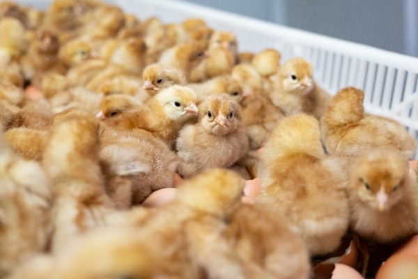 brown eggs being analyzed by hyperspectral measurement.