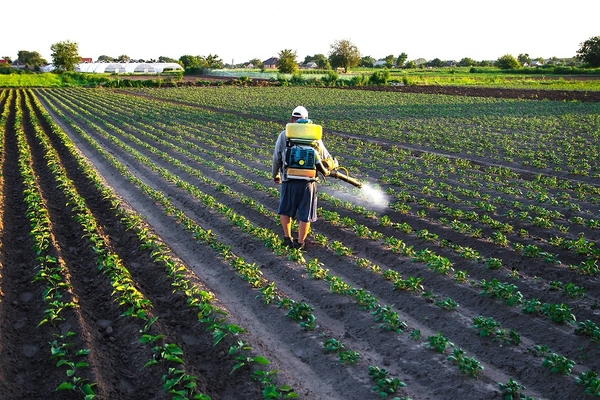 Image a worker spraying insecticides on crops in the field
