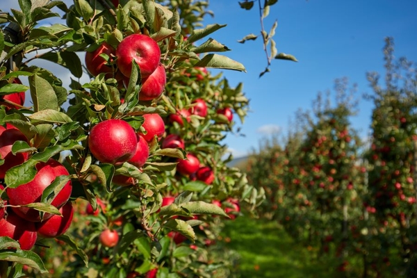 Image Apple orchard