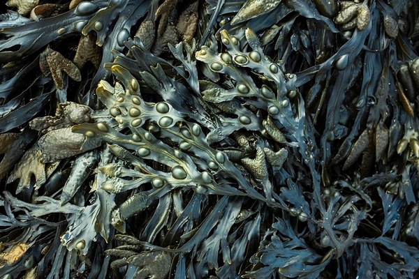 Seaweed