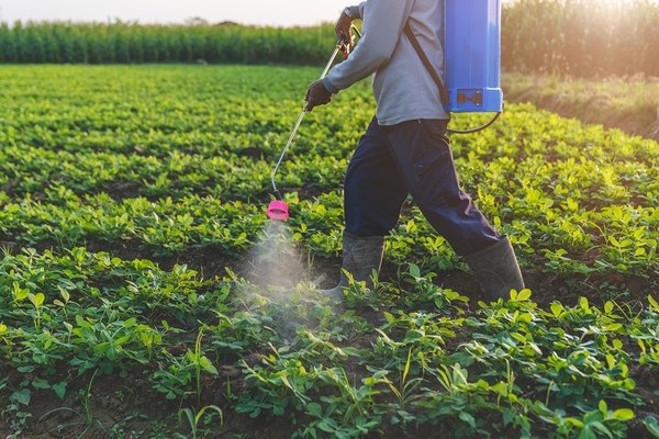 Image Farmer injecting fertilizer into vegetable fields