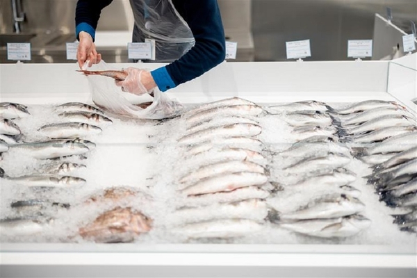 Image frozen fish on a counter