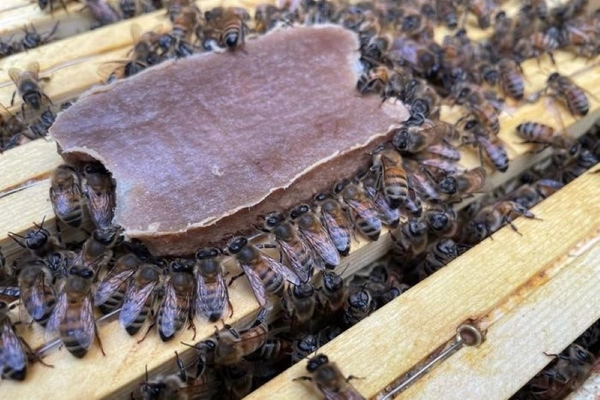 honeybees eating