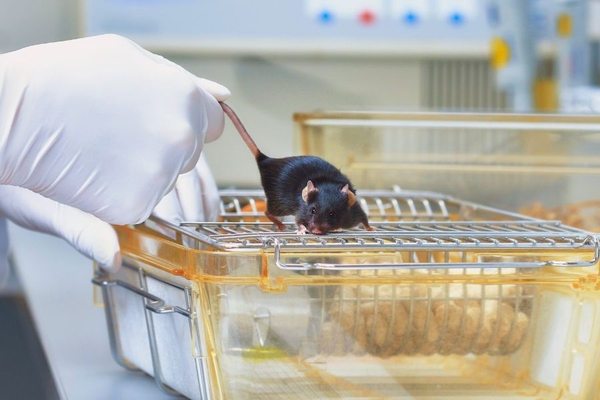 Image lab mouse being pulled by scientist
