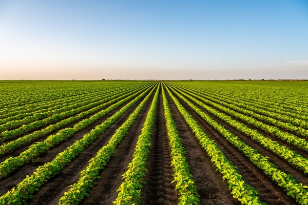 Agricultural field against the sky.