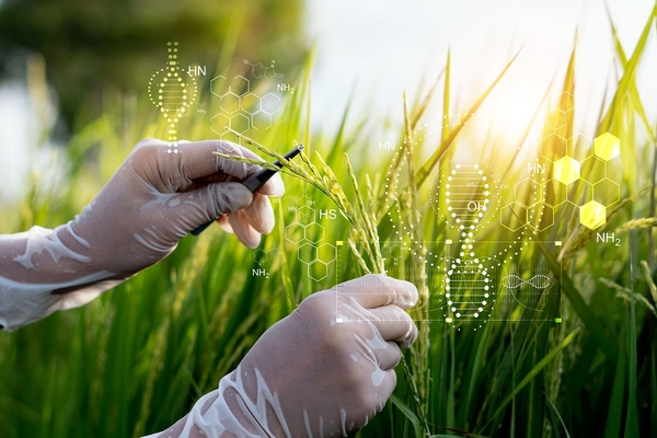 Scientist researching and experiments genetic of rice with record data in the fields