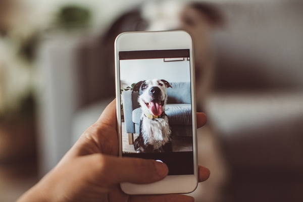 Mars pet nutrition smartphone tracker