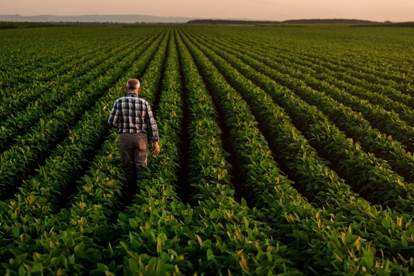 Image Farmer walking in a field of crops.