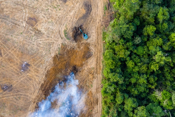Image Deforestation in a forest.