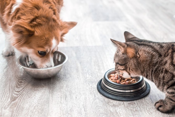 Image Dogs and cats eating food.