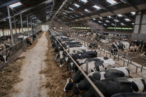Cows in a factory farm.