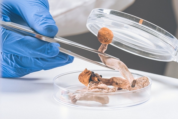 Image Psychedelic mushrooms in a lab