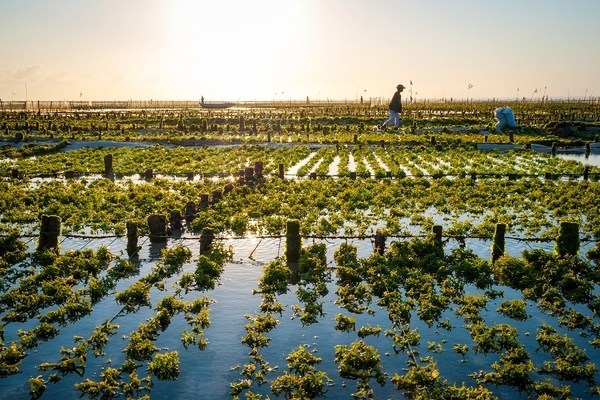 Image A seaweed farm.