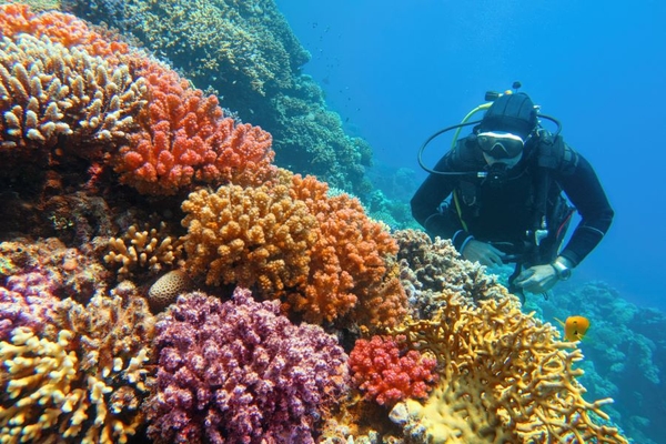 Image diver exploring coral reef in sea