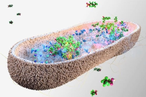 Image Graphic image of a rod shaped microbe internal structure