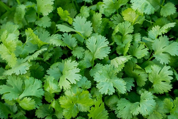 Image Coriander plant