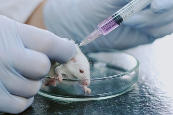 scientist wearing gloves injects something into lab rat