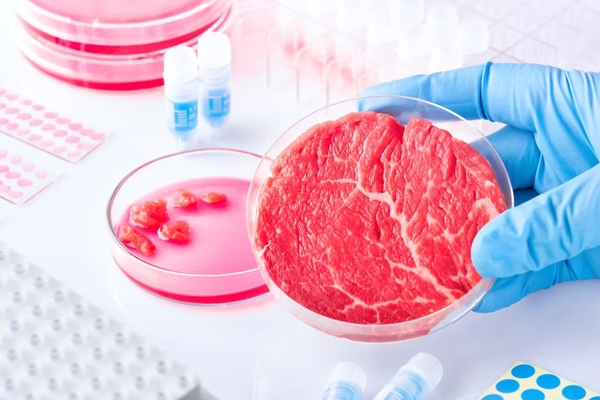 Image Lab grown meat in a petri dish being held by a scientist in a lab.