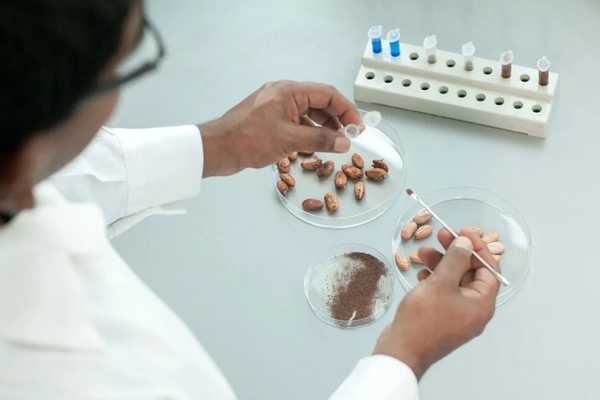 a scientist's hand testing cocoa beans in the lab