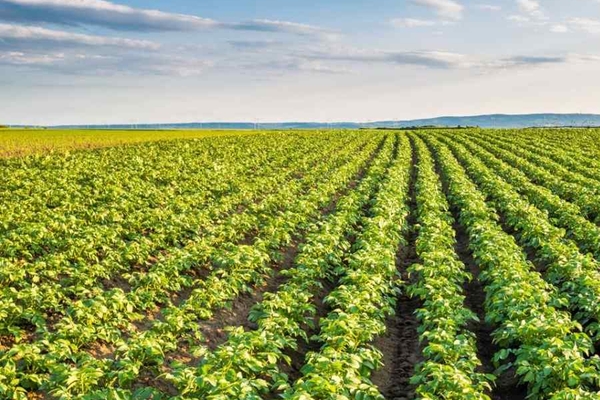 Image Lush green agricultural field with rows of crops under a clear sky