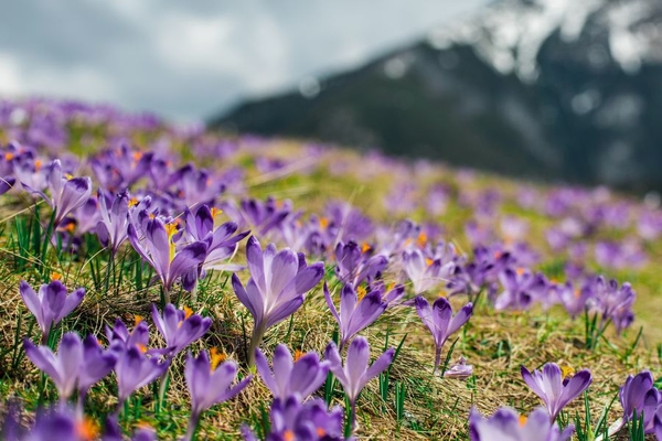 Image field of purple crocus flowers in mountainside