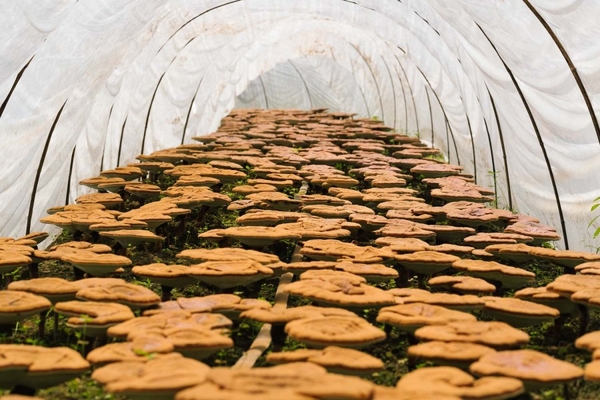 Image Mushrooms growing under cover.