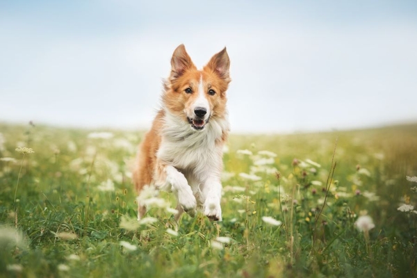 Image Red border collie dog running in a meadow