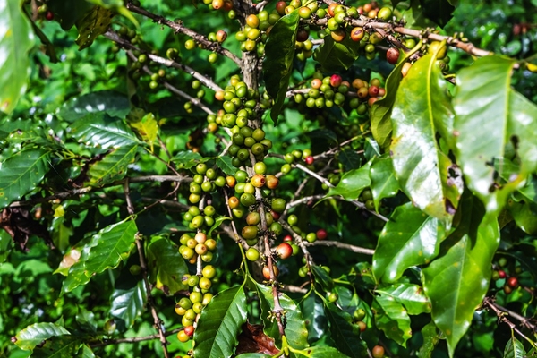 Image fresh green arabica coffee cherries growing on coffee plant