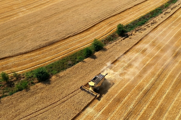 Image harvesting wheat crop