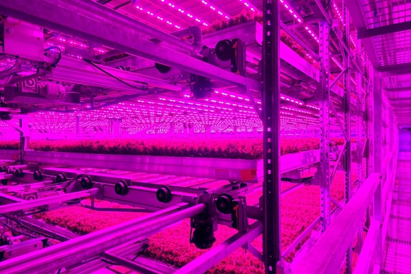 Image vertical farming indoor pink light