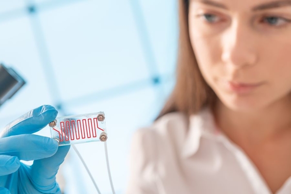 Image scientist looks at organ on chip, holding it up