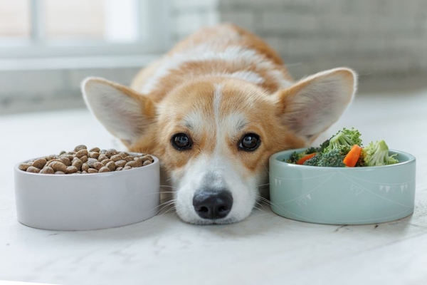 Image Dog between bowls of dog food and vegetables