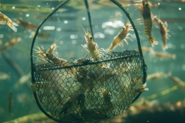 Image Shrimp in nets.
