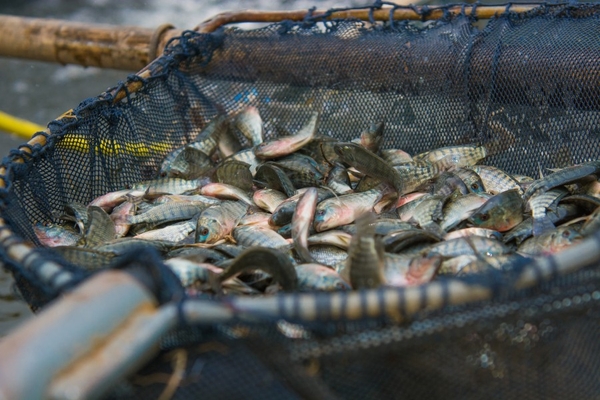 Fish in a net.