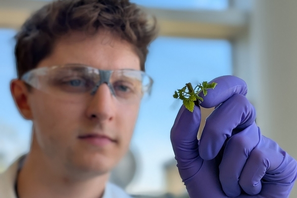 Image Male scientist holding a raspberry plantlet used as source of protoplast.