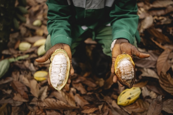 Image farmer hands holding two cut cocoa fruits