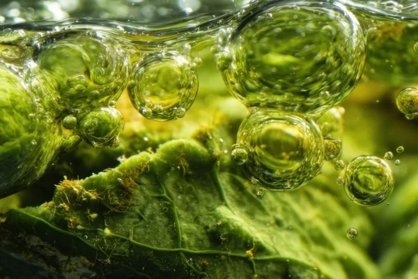 Image green chemistry biosurfactant with bubbles